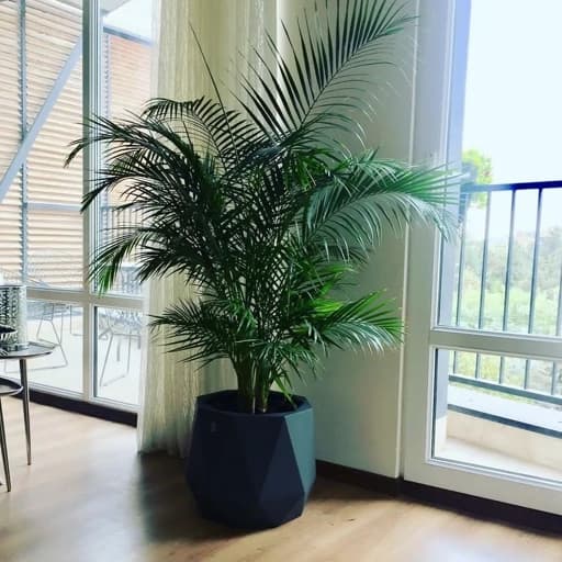 نخل اریکا سایز غول پیکر با گلدان فایبر گلاس (special plant)